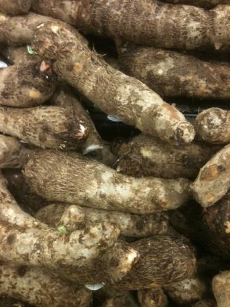 Norestant Lonet Chambellan manioc