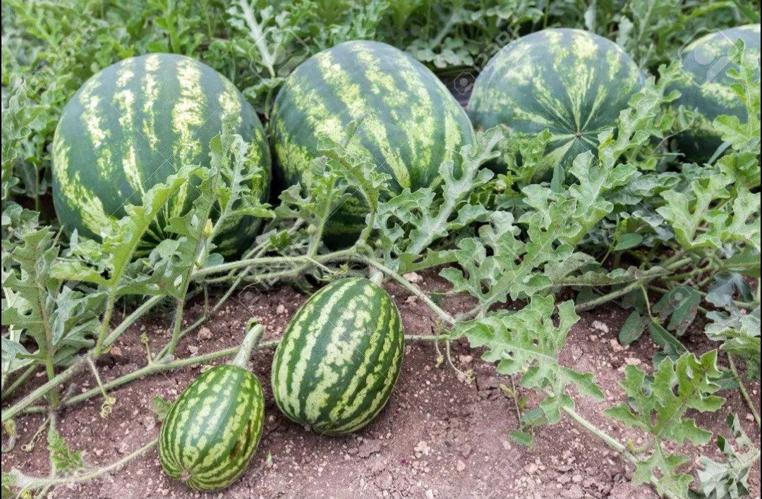 Adler fleurimond saintmarc melon – Image 2