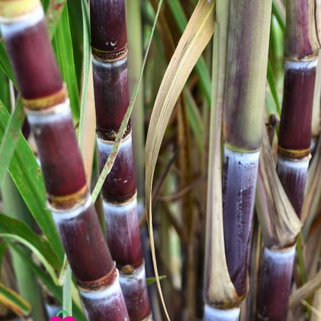 Perterson Florestal Chambellan canne a sucre