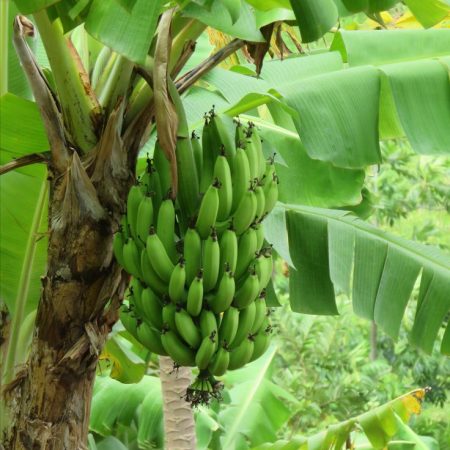 Estha chambellan banane