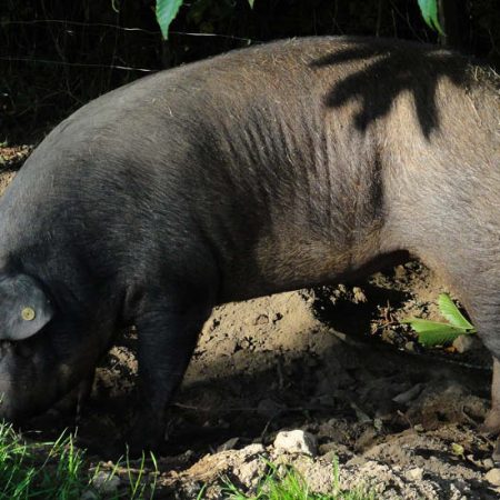 Lesrois lapaix chambellan cochon