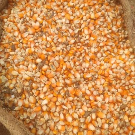 Jumleus duguer grenn mayi coop saintmarc